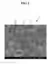 Fig. 02 - SPUTTERING TARGET AND METHOD FOR MANUFACTURING TRANSPARENT CONDUCTIVE FILM USING THE SAME