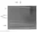 Fig. 31 - Semiconductor device and method of manufacturing the same
