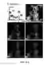 Fig. 23 - Ferroelectric agglomerates and methods and uses related thereto