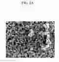 Fig. 03 - Positive electrode for rechargeable lithium battery and rechargeable lithium battery including the same