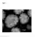 Fig. 07 - NICKEL MANGANESE COMPOSITE HYDROXIDE PARTICLES AND MANUFACTURING METHOD THEREOF, CATHODE ACTIVE MATERIAL FOR A NON-AQUEOUS ELECTROLYTE SECONDARY BATTERY AND MANUFACTURING METHOD THEREOF, AND A NON-AQUEOUS ELECTROLYTE SECONDARY BATTERY