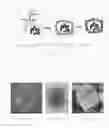 Fig. 07 - Encapsulated sulfur sub-micron particles as electrode active material