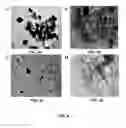 Fig. 05 - Tungsten oxide modified ordered mesoporous carbon catalyst for formic acid oxidation in direct formic acid fuel cells