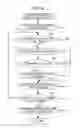 Fig. 08 - Synchronous photographing system that controls synchronous photographing by plurality of image capture apparatus