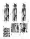 Fig. 24 - Transmission of three-dimensional video