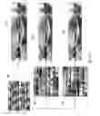 Fig. 24 - Reconstruction of three-dimensional video