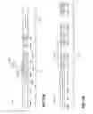 Fig. 16 - Orthogonal frequency division multiple access for wireless local area network