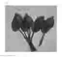 Fig. 06 - Apple tree named 'Gala 2013'