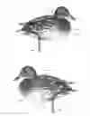 Fig. 01 - DECOY SYSTEM OR OTHER REPRESENTATION OF AN ANIMAL
