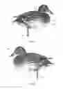 Fig. 02 - DECOY SYSTEM OR OTHER REPRESENTATION OF AN ANIMAL