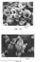 Fig. 03 - Release of biologically active agents from polymeric composite particles