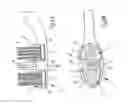 Fig. 06 - Toothbrush and process for producing the same