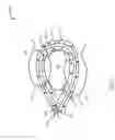 Fig. 06 - ENERGY-BASED LYMPH NODE DISSECTION DEVICE