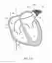 Fig. 16 - LEFT ATRIAL APPENDAGE OCCLUSION DEVICES AND METHODS
