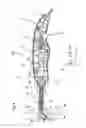Fig. 05 - DEVICE FOR GENERATING AN IMPULSIVE FORCE AND NAIL GUN THEREOF
