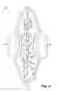 Fig. 03 - Absorbent article demonstrating controlled deformation and longitudinal fluid distribution