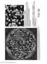 Fig. 27 - Compositions and methods for reducing cutaneous microbiome malodor
