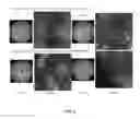 Fig. 12 - ACTIVES FOR STIMULATING DIFFERENTIATION OF KERATINOCYTES TO LIGHTEN HYPERPIGMENTED SKIN