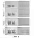 Fig. 05 - Non-Synthetic Emulsion-Based Lipid Formulations and Methods of Use