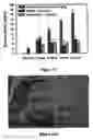 Fig. 11 - METHOD OF INHIBITING XANTHINE OXIDASE ACTIVITY IN A CELL