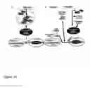 Fig. 11 - Modulation of reactivation of a latent virus