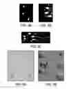 Fig. 05 - THERAPEUTIC TARGETING OF THE MTOR PATHWAY IN NEURODEVELOPMENTAL AND NEUROPSYCHIATRIC DISEASE