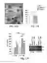 Fig. 22 - THERAPEUTIC TARGETING OF THE MTOR PATHWAY IN NEURODEVELOPMENTAL AND NEUROPSYCHIATRIC DISEASE