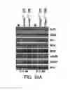 Fig. 23 - THERAPEUTIC TARGETING OF THE MTOR PATHWAY IN NEURODEVELOPMENTAL AND NEUROPSYCHIATRIC DISEASE