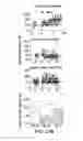 Fig. 33 - THERAPEUTIC TARGETING OF THE MTOR PATHWAY IN NEURODEVELOPMENTAL AND NEUROPSYCHIATRIC DISEASE