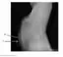 Fig. 08 - NUTRITIONAL SUPPLEMENTS