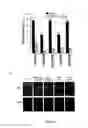 Fig. 05 - METHODS AND COMPOSITIONS FOR REGULATING BIOFILM DEVELOPMENT
