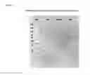 Fig. 42 - CORRELATES OF EFFICACY RELATING TO TUMOR VACCINES