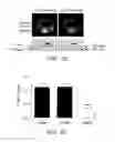 Fig. 09 - Inhibitors of NOX1