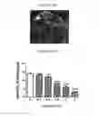 Fig. 16 - Inhibitors of NOX1