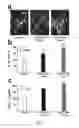 Fig. 02 - Elastin protective polyphenolics and methods of using the same