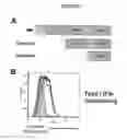 Fig. 02 - Therapeutic compositions for neutralizing type I interferons, and methods of use