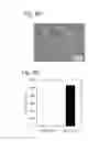 Fig. 06 - STEM CELLS FOR TRANSPLANTATION AND MANUFACTURING METHOD THEREFOR