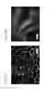 Fig. 12 - STEM CELLS FOR TRANSPLANTATION AND MANUFACTURING METHOD THEREFOR