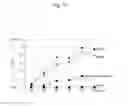 Fig. 16 - STEM CELLS FOR TRANSPLANTATION AND MANUFACTURING METHOD THEREFOR