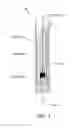 Fig. 04 - VAPOR INHALATION DEVICE