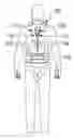 Fig. 01 - Safety harness