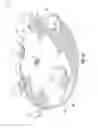 Fig. 11 - Exercise Systems, Exercise Devices and Exercise Methods