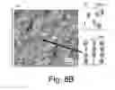 Fig. 15 - Continuous roll-to-roll process design for vertical alignment of particles using electric field