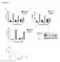 Fig. 26 - INHIBITORS OF DEUBIQUITINATING PROTEASES