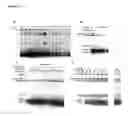 Fig. 33 - INHIBITORS OF DEUBIQUITINATING PROTEASES