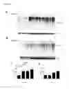 Fig. 35 - INHIBITORS OF DEUBIQUITINATING PROTEASES