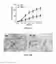 Fig. 15 - Treatment of pulmonary and other conditions