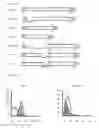 Fig. 04 - Methods for producing peptides including HERV-W envelope motifs and for producing antibodies specific for the peptides