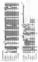 Fig. 13 - Methods for producing peptides including HERV-W envelope motifs and for producing antibodies specific for the peptides