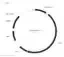 Fig. 04 - Chikungunya virus (CHIKV) or Venezuelan equine encephalitis virus (VEEV) virus-like particles comprising heterologous antigens inserted into the envelope protein